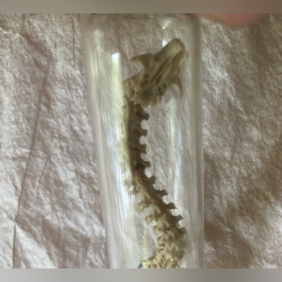 “DRAGON BONES” handmade 25 yrs ago, snake & lizard (?) sealed glued Vial EVC 🐉 - Picture 4 of 12